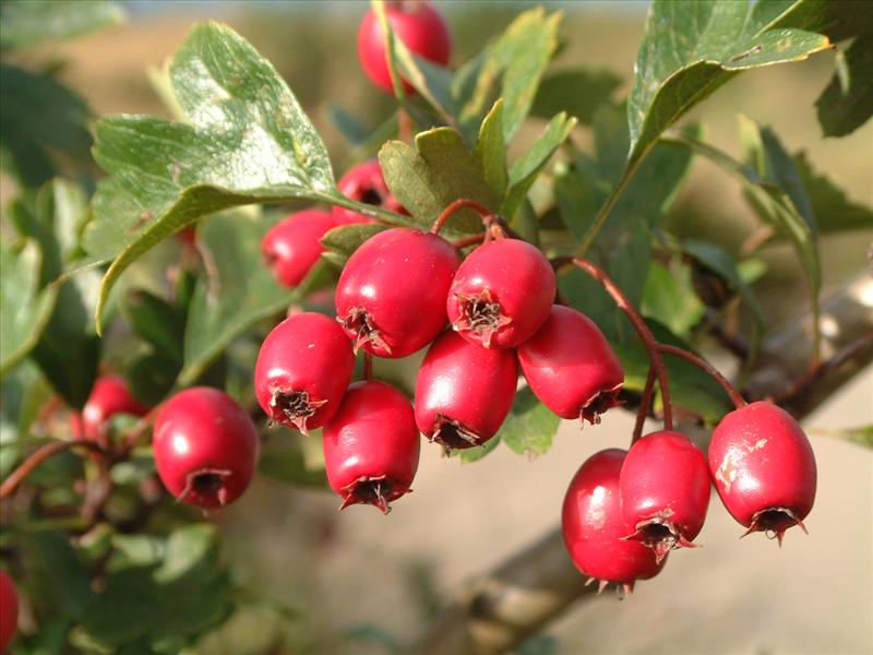 Crataegus monogyna (door Adrie van Heerden)