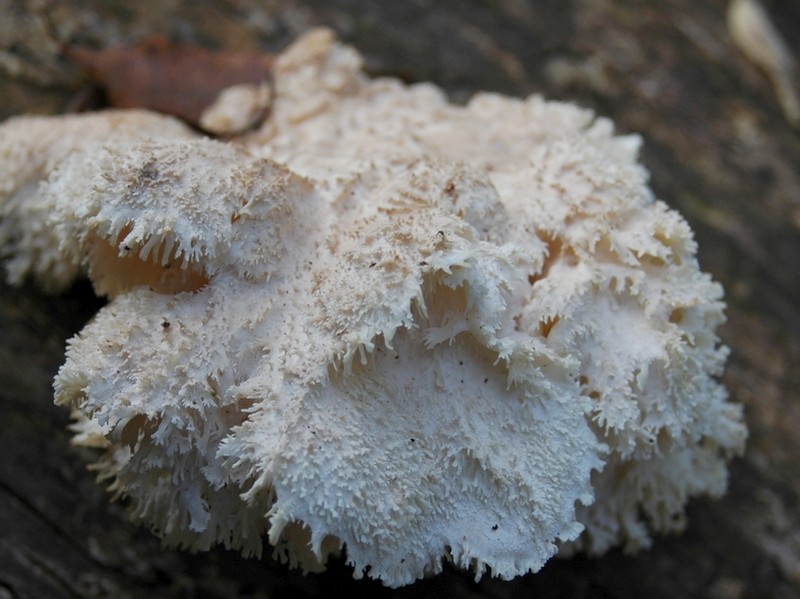 Hericium cirrhatum (door Renske Burgers-Visser)