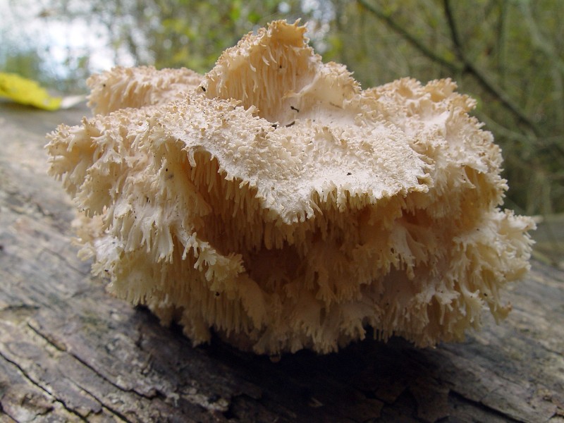 Hericium cirrhatum (door André Houter)