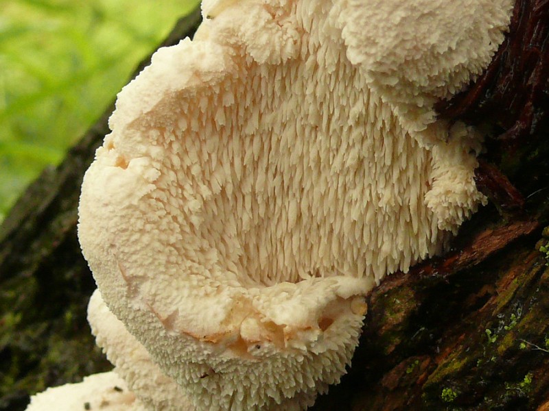 Hericium cirrhatum (door Mike Hirschler)