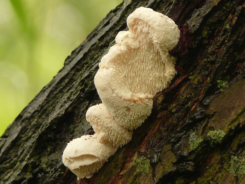 Hericium cirrhatum (door Mike Hirschler)