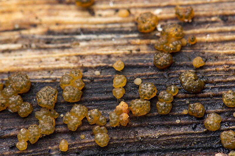 Hypocrea gelatinosa (door Nico Dam)