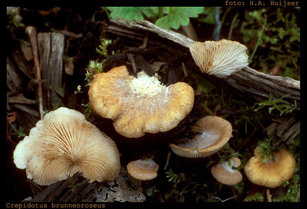 Crepidotus brunneoroseus (door Henk Huijser)