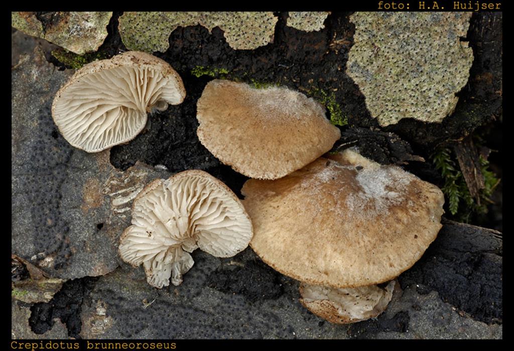 Crepidotus brunneoroseus (door Henk Huijser)