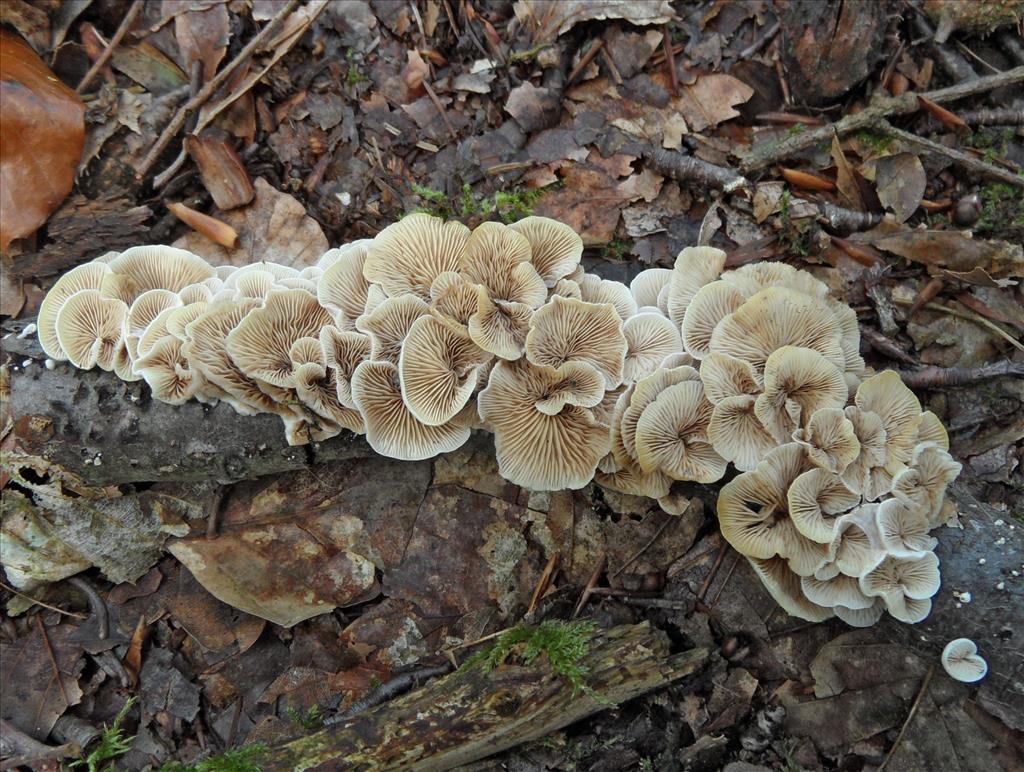 Crepidotus variabilis (door Anneke van der Putte)