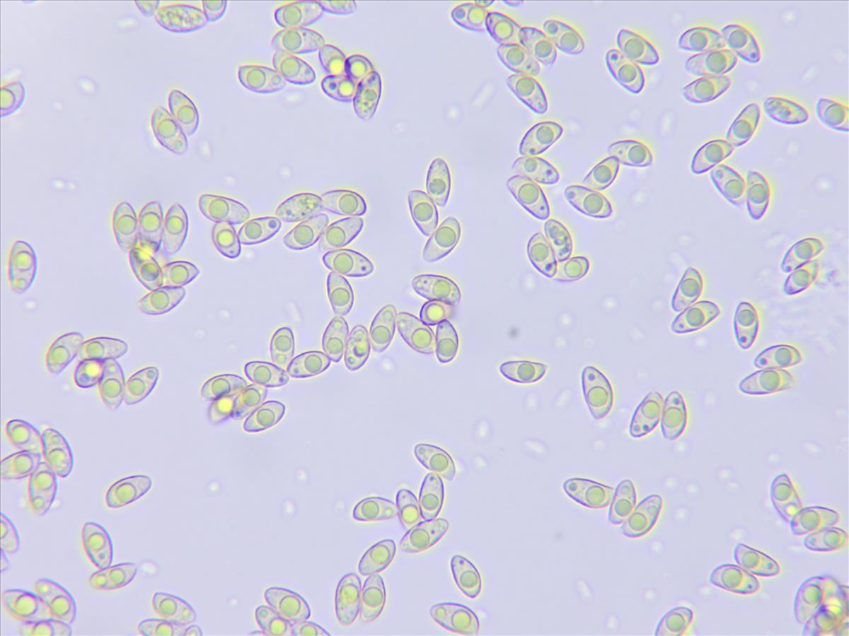 Crepidotus luteolus (door AnnaElise Jansen)