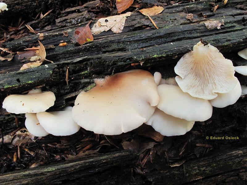 Crepidotus applanatus var. subglobiger (door Eduard Osieck)