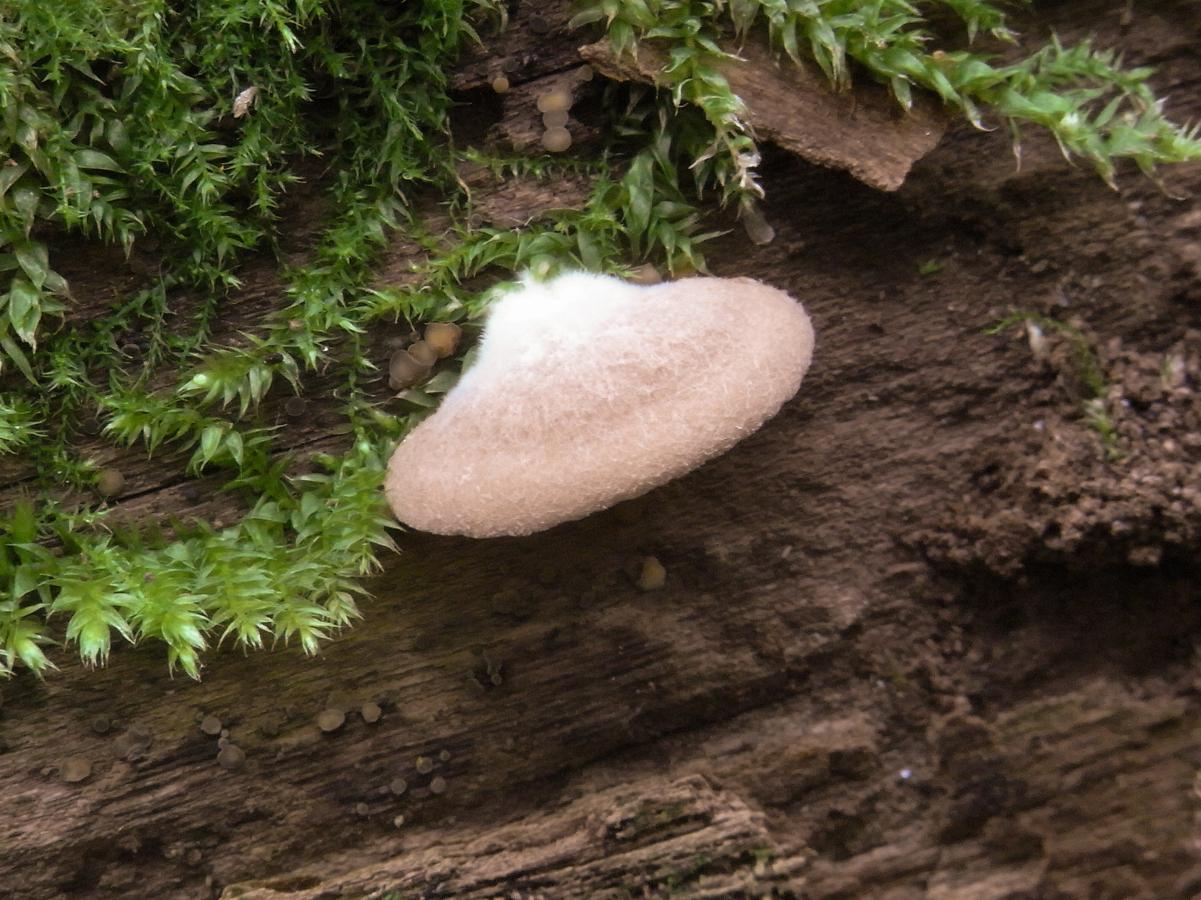 Crepidotus brunneoroseus (door Roeland Enzlin)