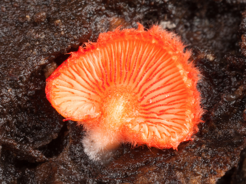 Crepidotus cinnabarinus (door Aldert Gutter)