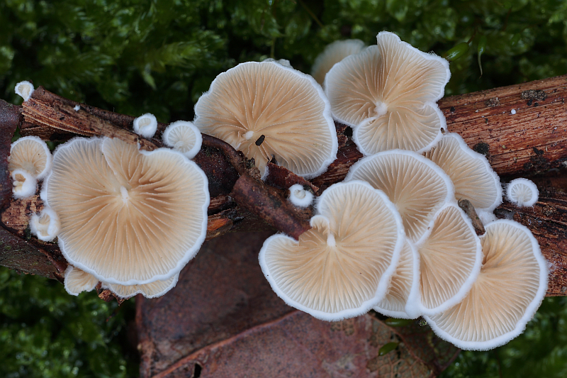 Crepidotus variabilis (door Aldert Gutter)