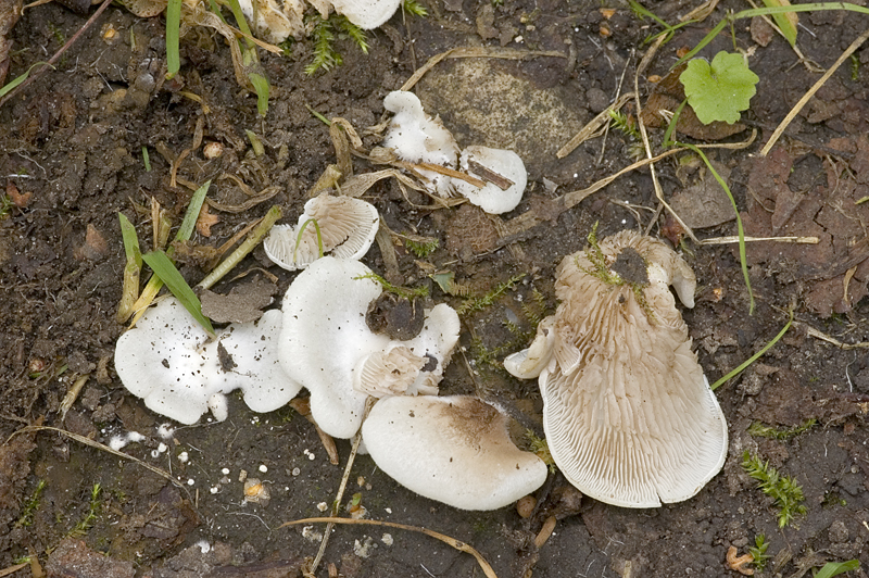 Crepidotus autochthonus (door Nico Dam)