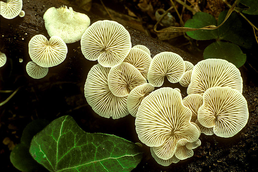 Crepidotus caspari (door Henk Huijser)