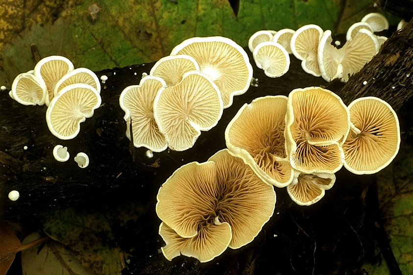 Crepidotus luteolus (door Henk Huijser)