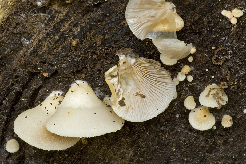 Crepidotus mollis (door Nico Dam)