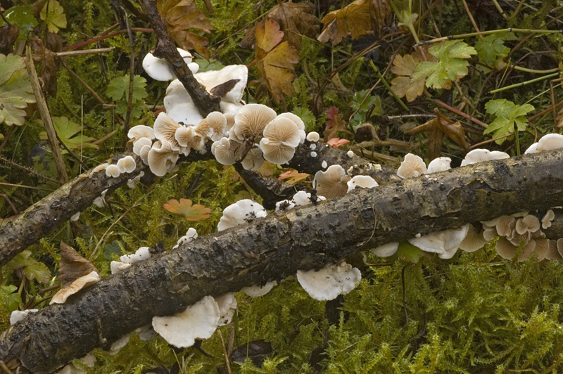 Crepidotus variabilis (door Nico Dam)