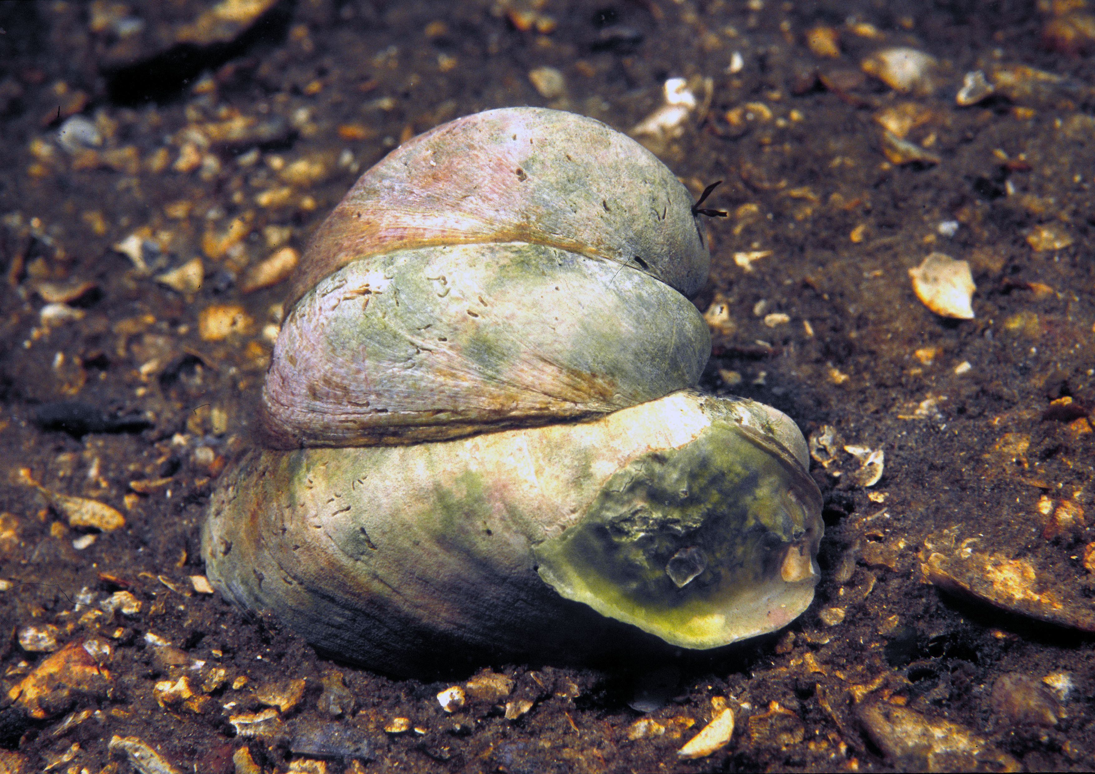 Crepidula fornicata (door Marion Haarsma)