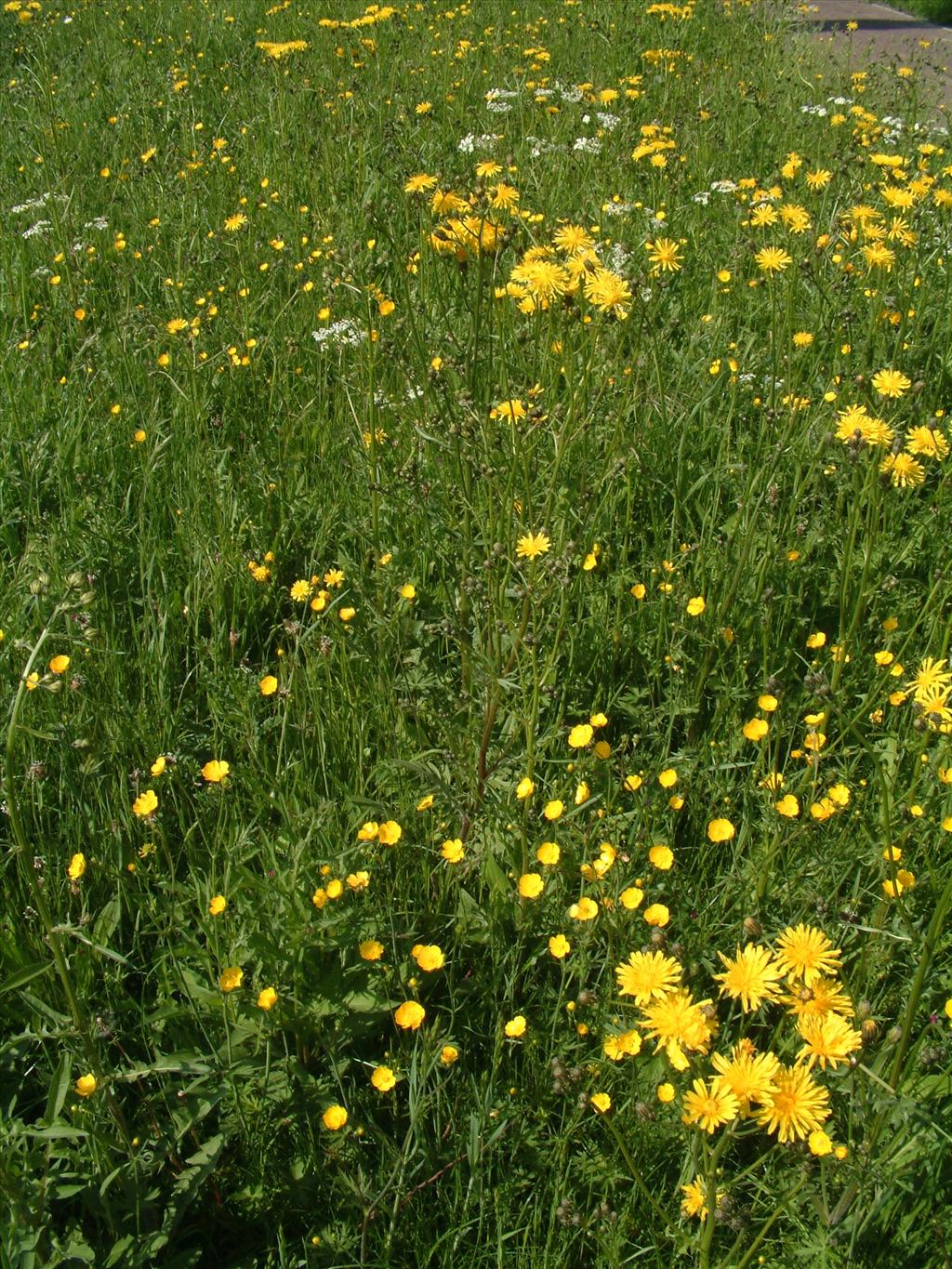 Crepis biennis (door Adrie van Heerden)