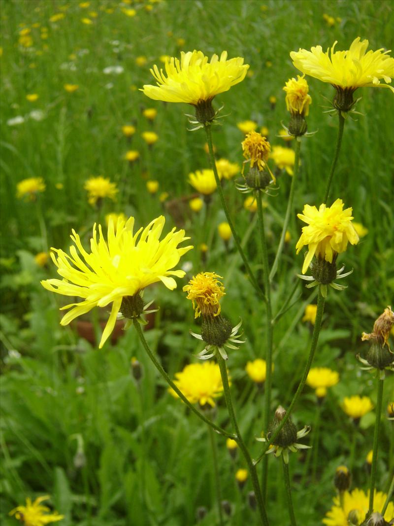 Crepis biennis (door Ruud Beringen)