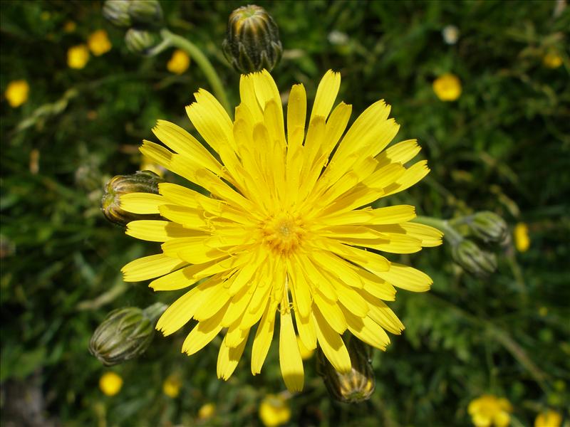 Crepis biennis (door Piet Bremer )