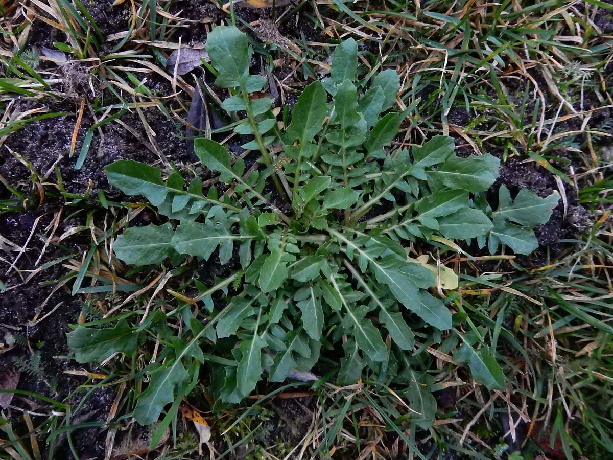 Crepis bursifolia (door Ed Stikvoort | Saxifraga.nl)