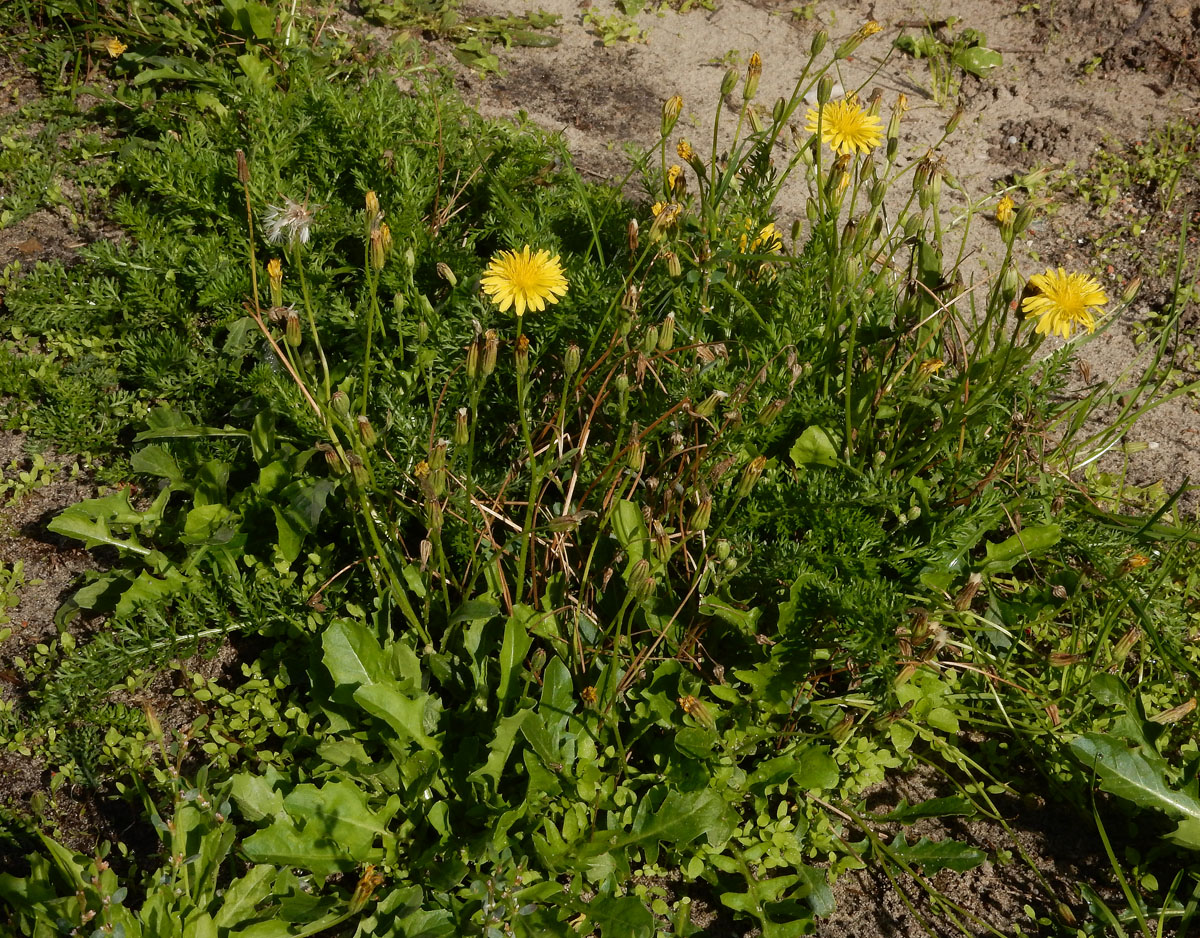 Crepis bursifolia (door Ed Stikvoort | Saxifraga)