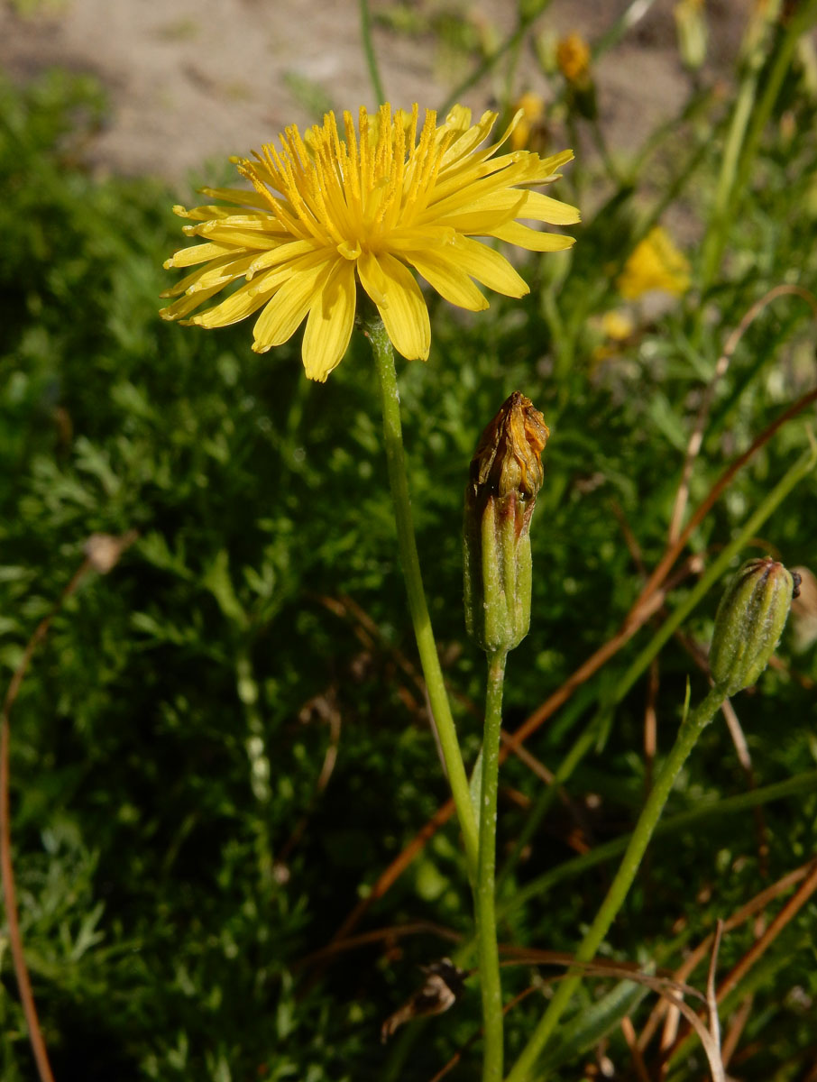 Crepis bursifolia (door Ed Stikvoort | Saxifraga)