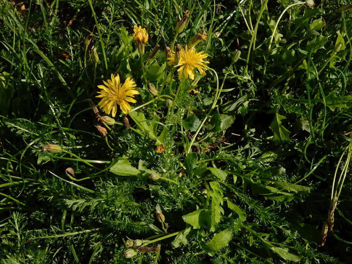 Crepis bursifolia (door Ed Stikvoort | Saxifraga)