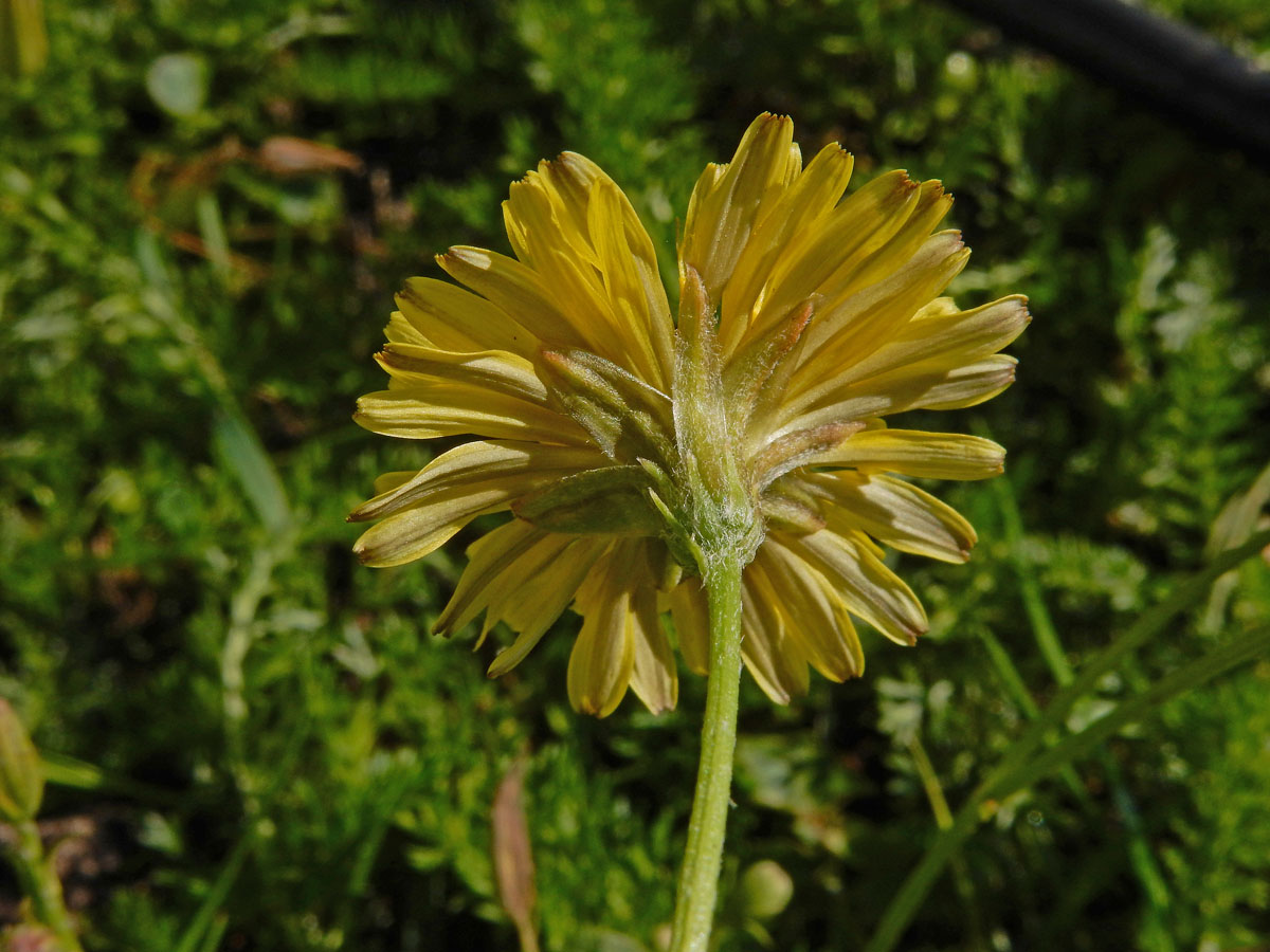 Crepis bursifolia (door Ed Stikvoort | Saxifraga)