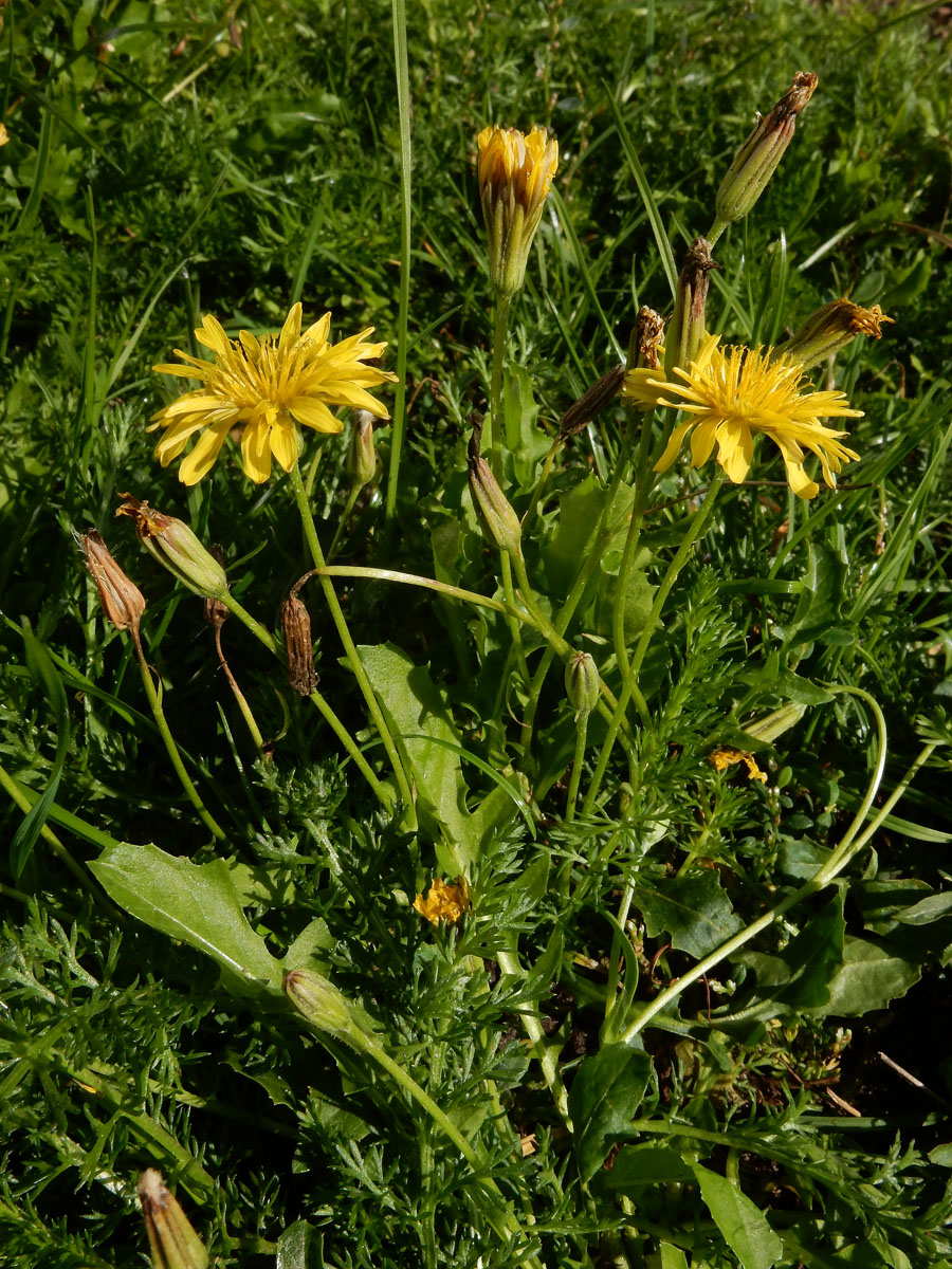 Crepis bursifolia (door Ed Stikvoort | Saxifraga)