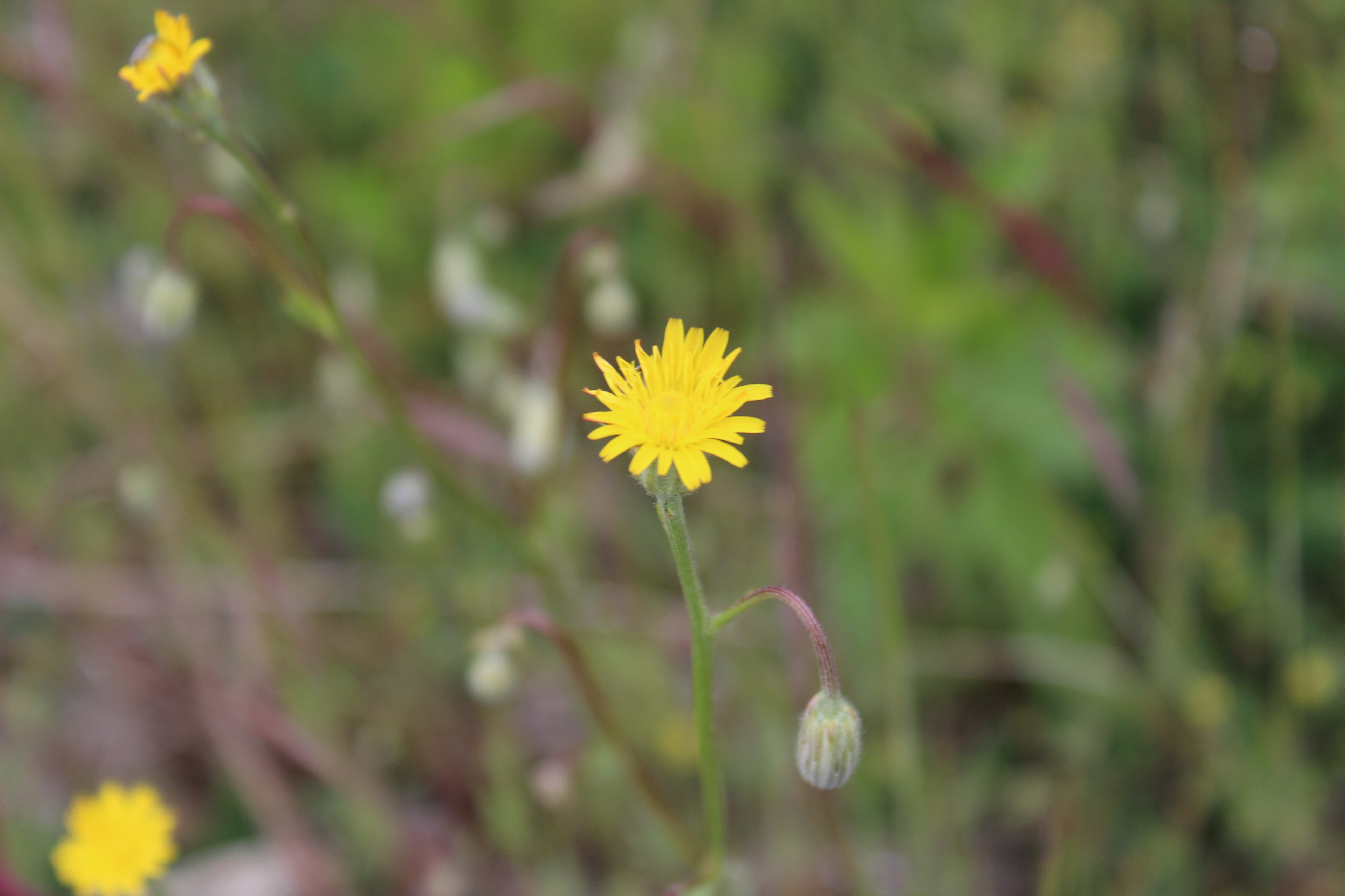 Crepis foetida (door Niels Jeurink)