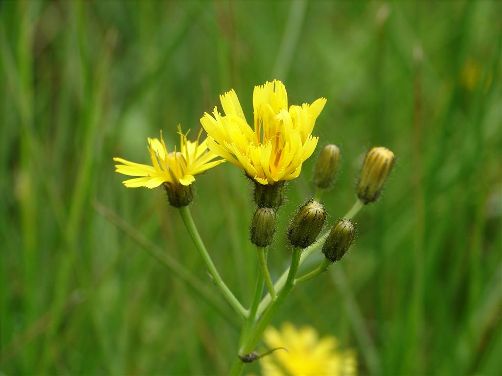 Crepis paludosa (door Adrie van Heerden)