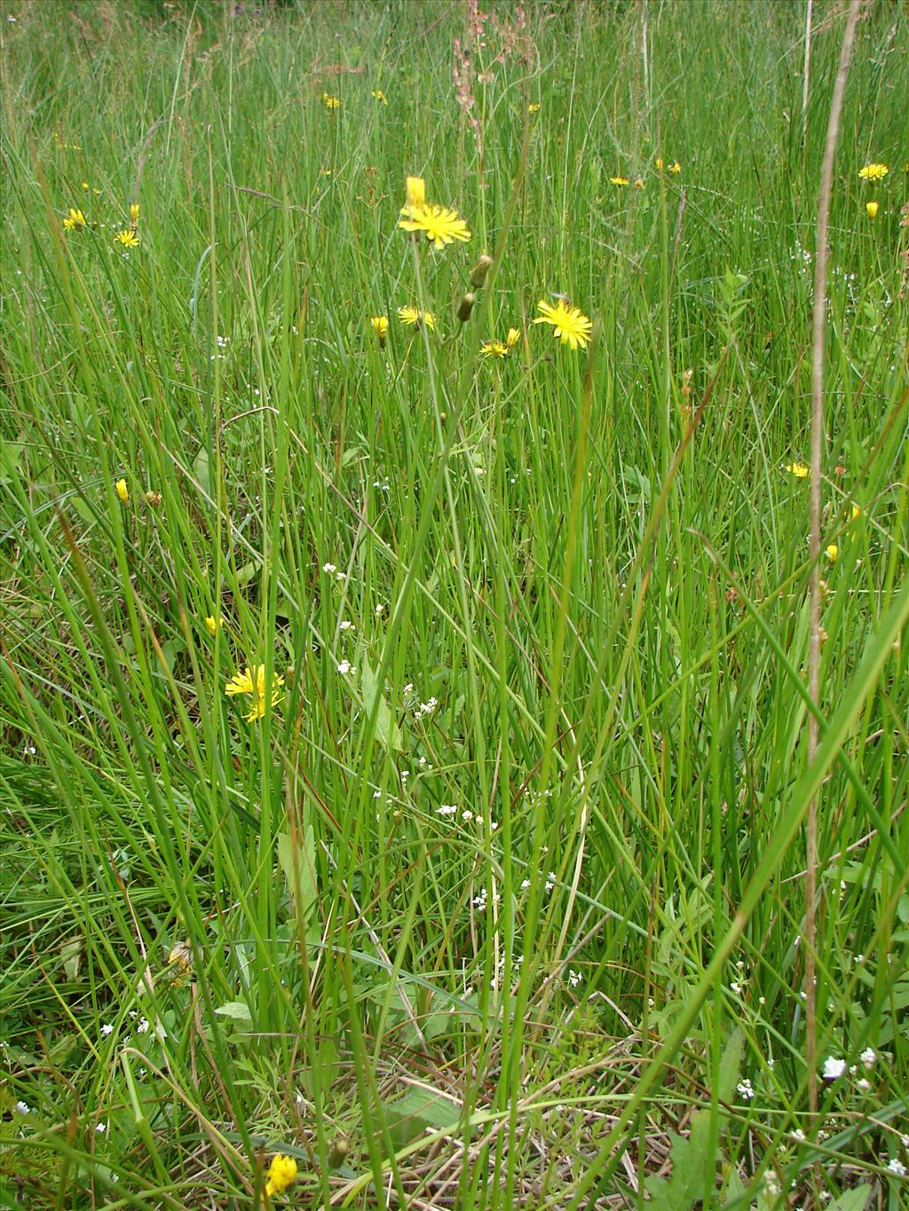 Crepis paludosa (door Adrie van Heerden)