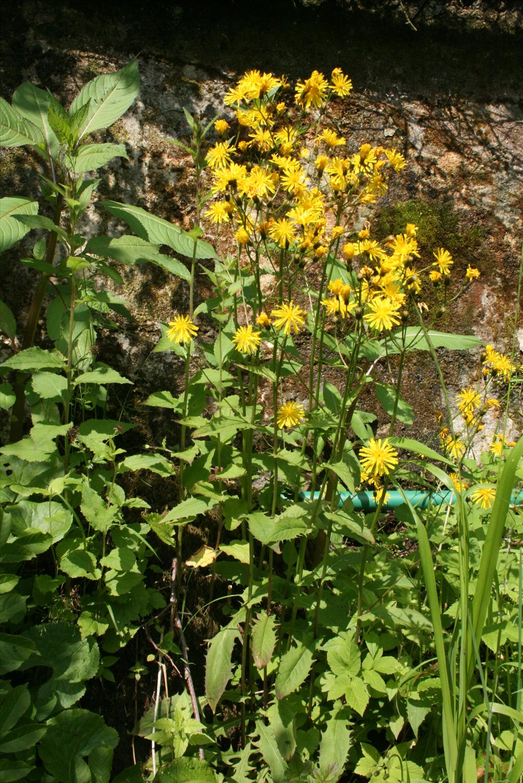 Crepis paludosa (door Gertjan van Mill)