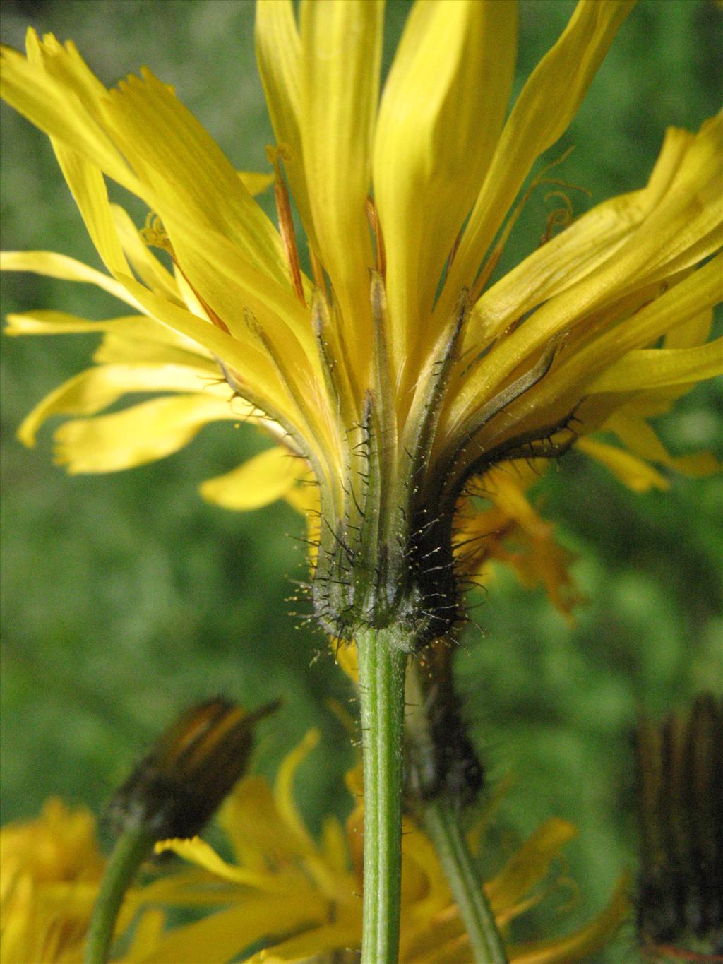 Crepis paludosa (door Gertjan van Mill)