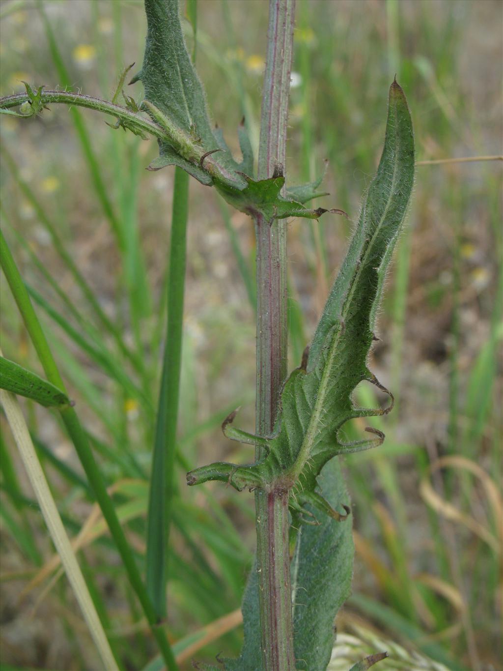 Crepis setosa (door Rutger Barendse)