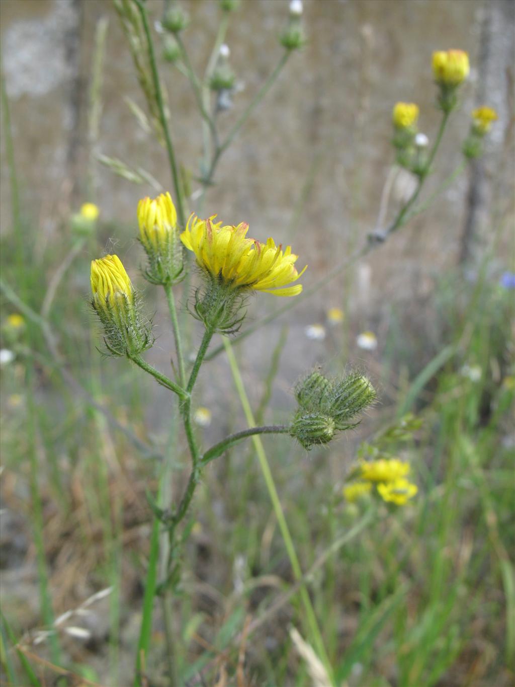 Crepis setosa (door Rutger Barendse)