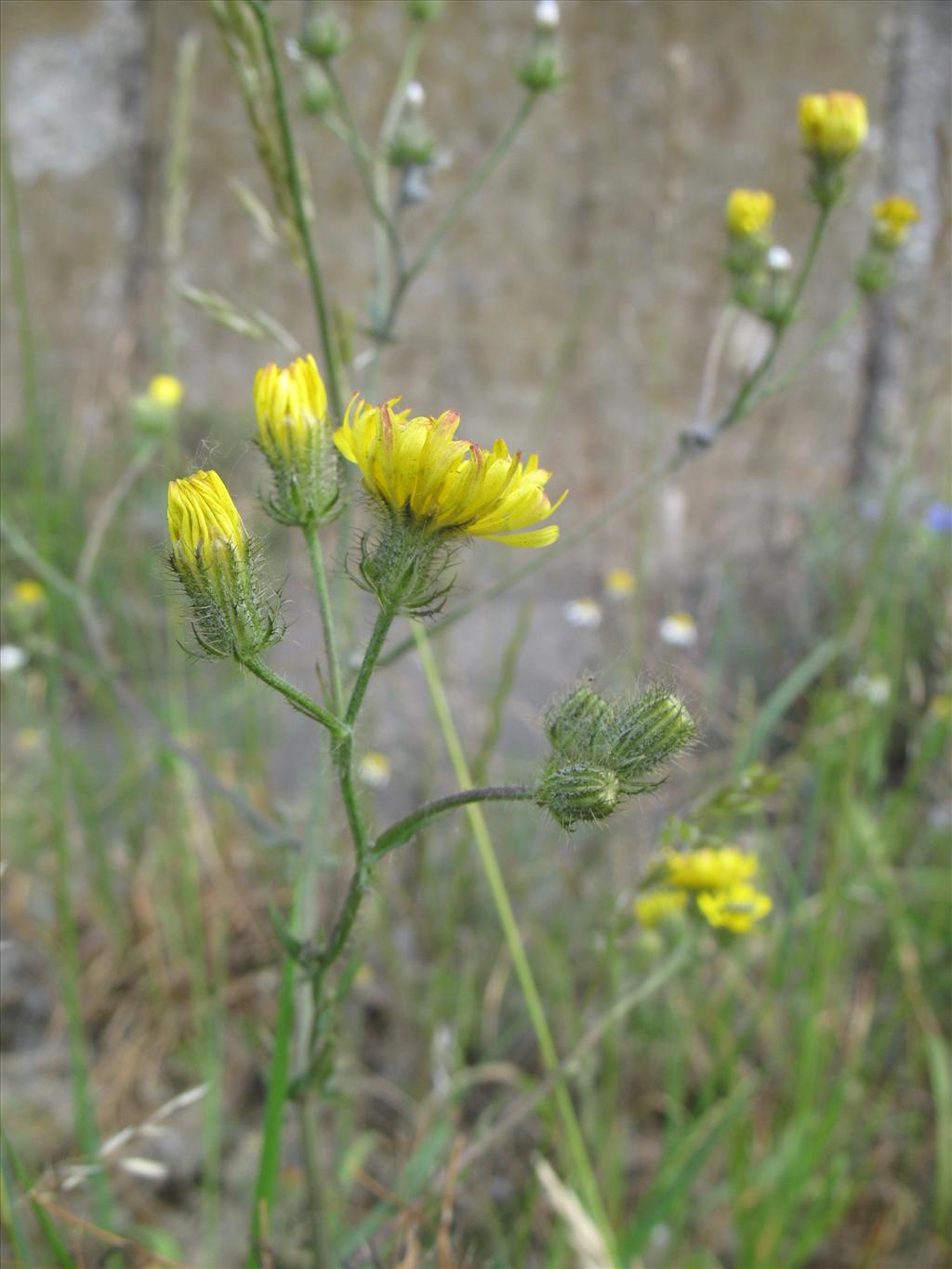 Crepis setosa (door Rutger Barendse)