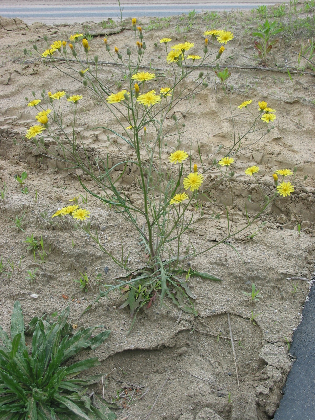 Crepis tectorum (door Gertjan van Mill)