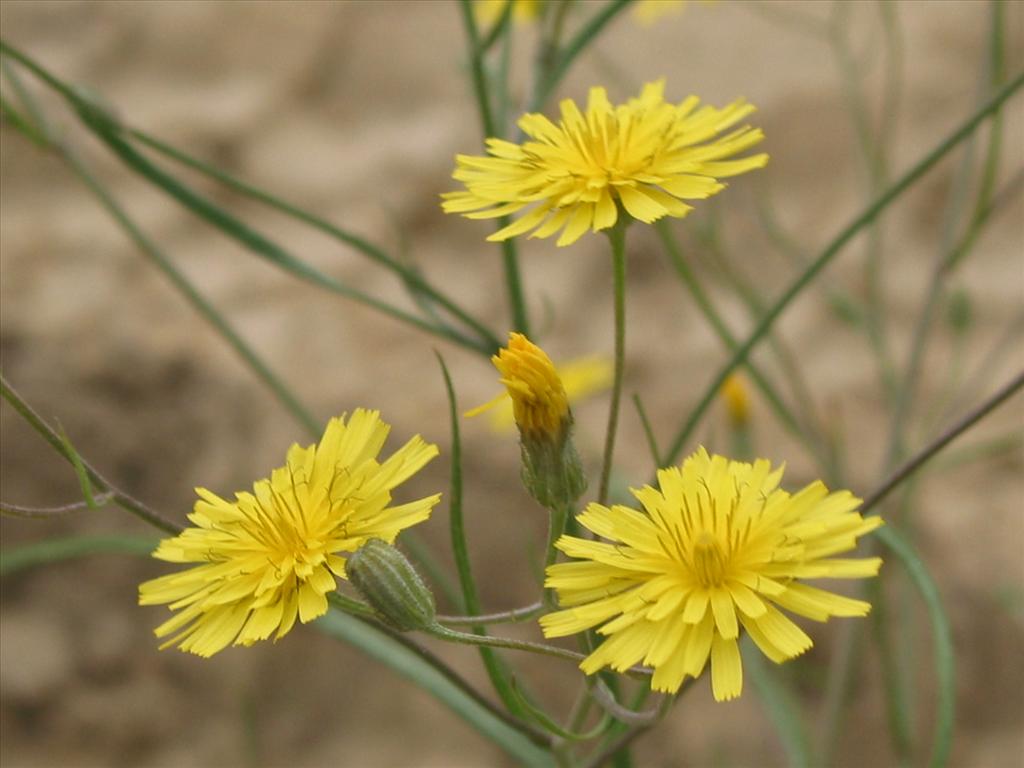 Crepis tectorum (door Gertjan van Mill)