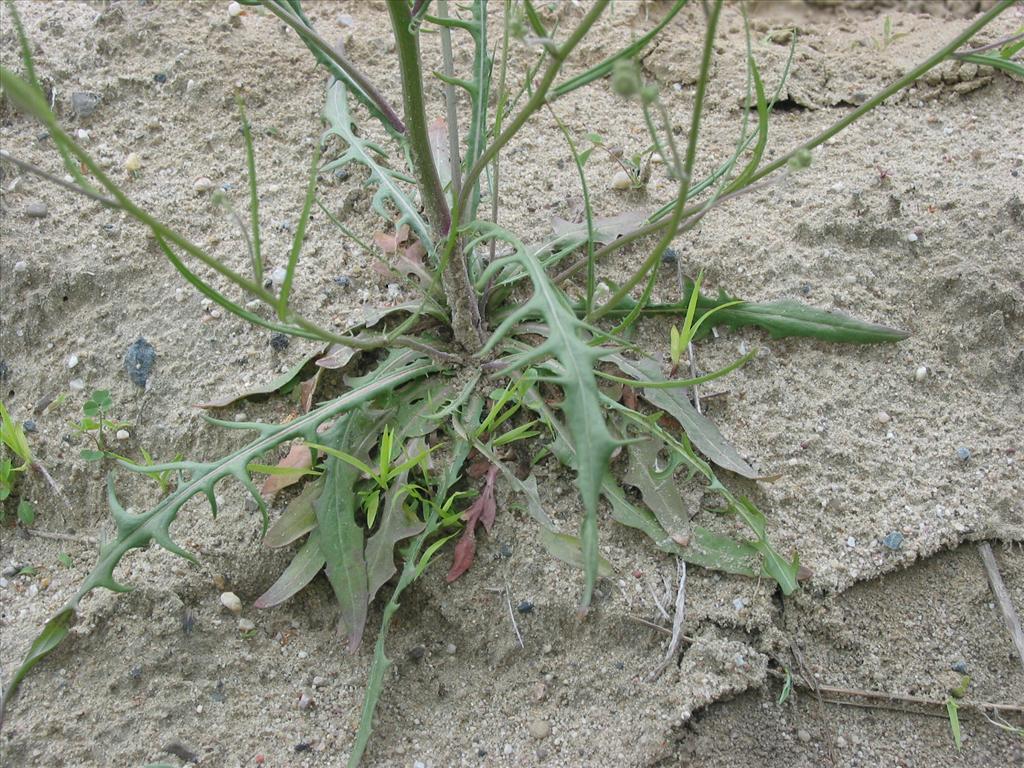 Crepis tectorum (door Gertjan van Mill)