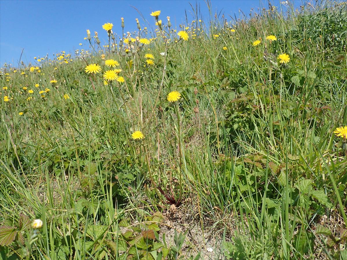 Crepis vesicaria subsp. taraxacifolia (door Adrie van Heerden)