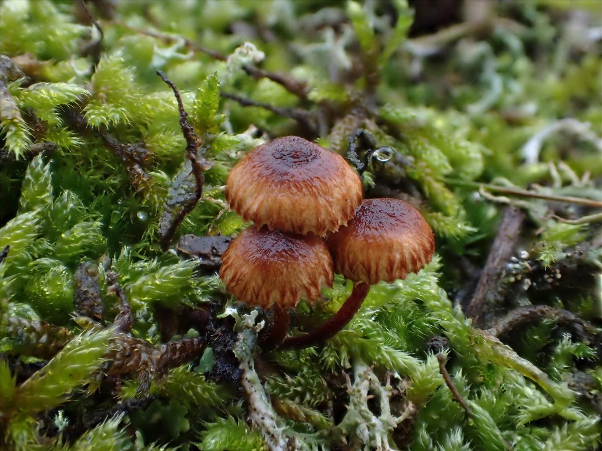 Crinipellis scabella (door Leo Jalink)