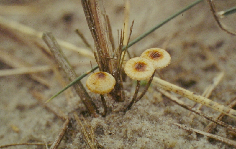 Crinipellis scabella (door Aldert Gutter)