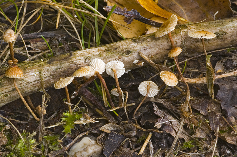 Crinipellis scabella (door Nico Dam)