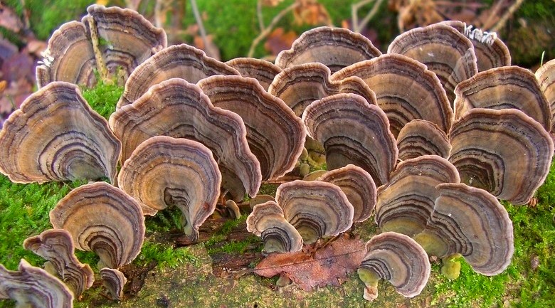 Trametes versicolor (door Aldert Gutter)