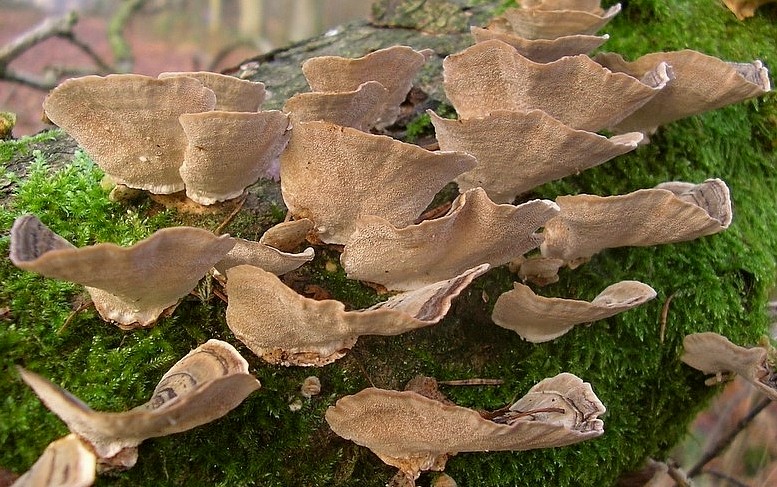 Trametes versicolor (door Aldert Gutter)