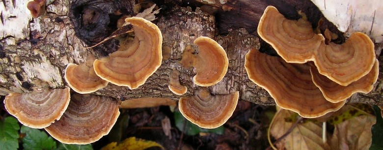 Stereum subtomentosum (door Aldert Gutter)