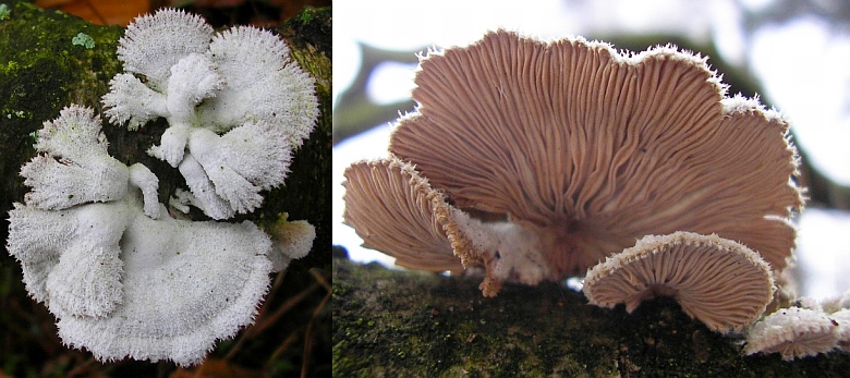 Schizophyllum commune (door Aldert Gutter)