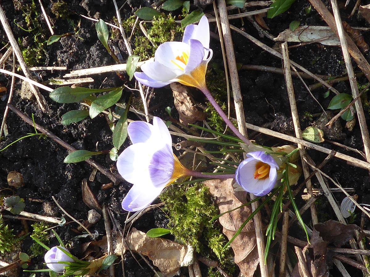 Crocus sieberi (door Claud Biemans)