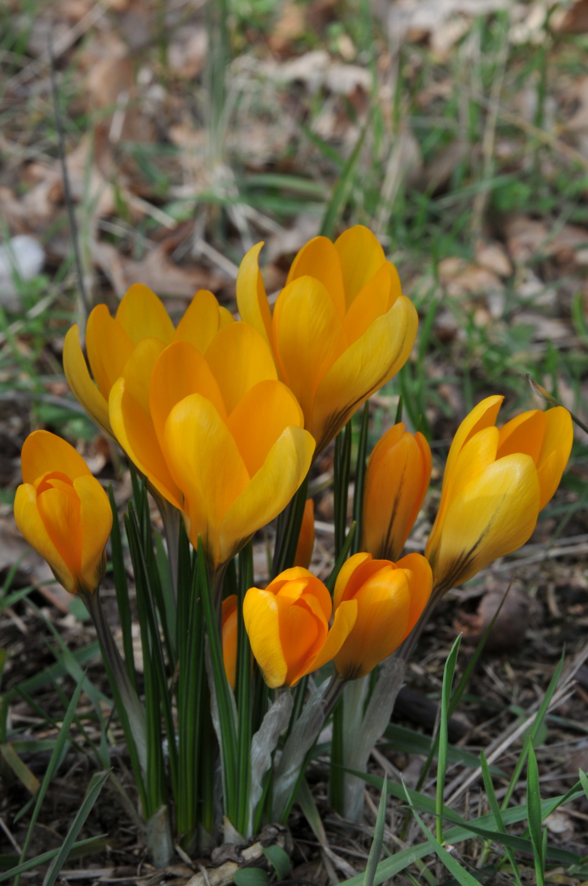 Crocus x luteus (door Hans Toetenel)